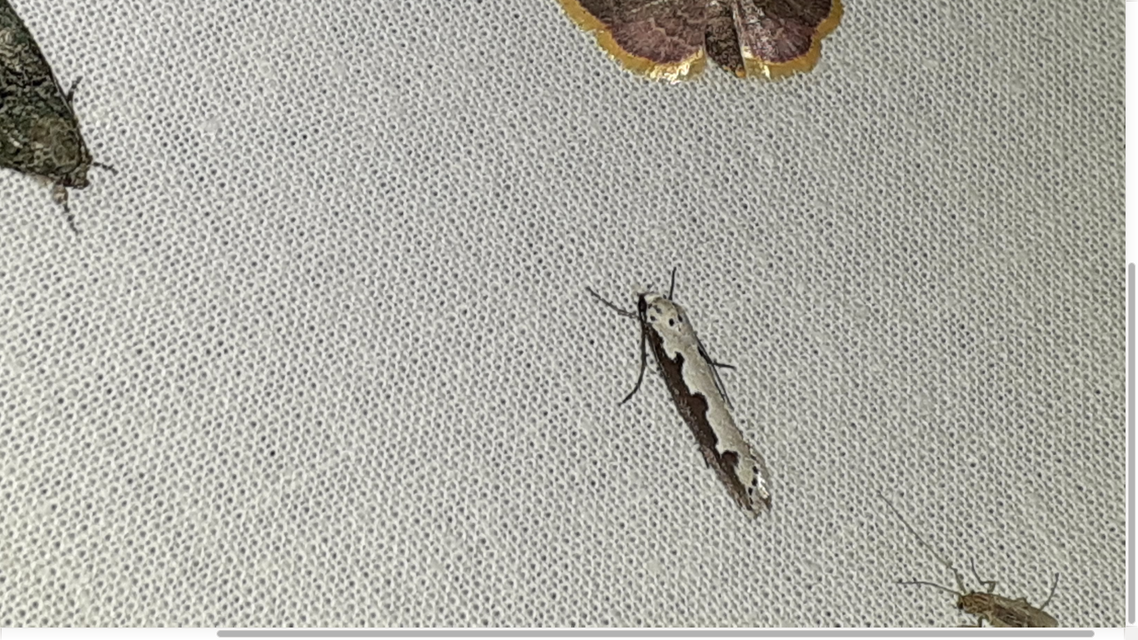 Ethmia bipunctella - kétpettyes feketemoly