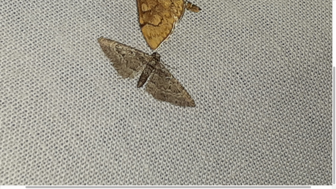 Gymnoscelis rufifasciata - vöröscsíkos törpearaszoló