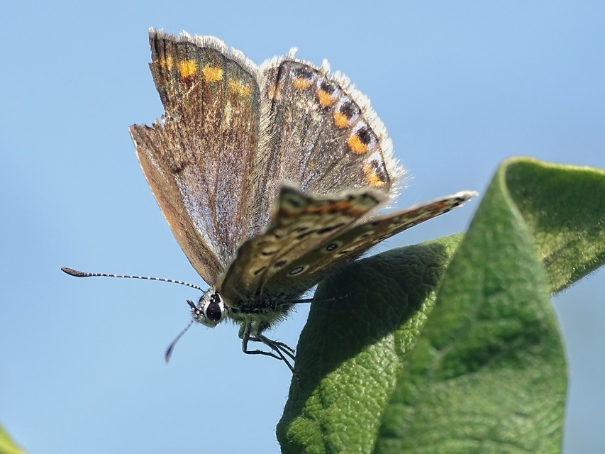 Polyommatus icarus - közönséges boglárka