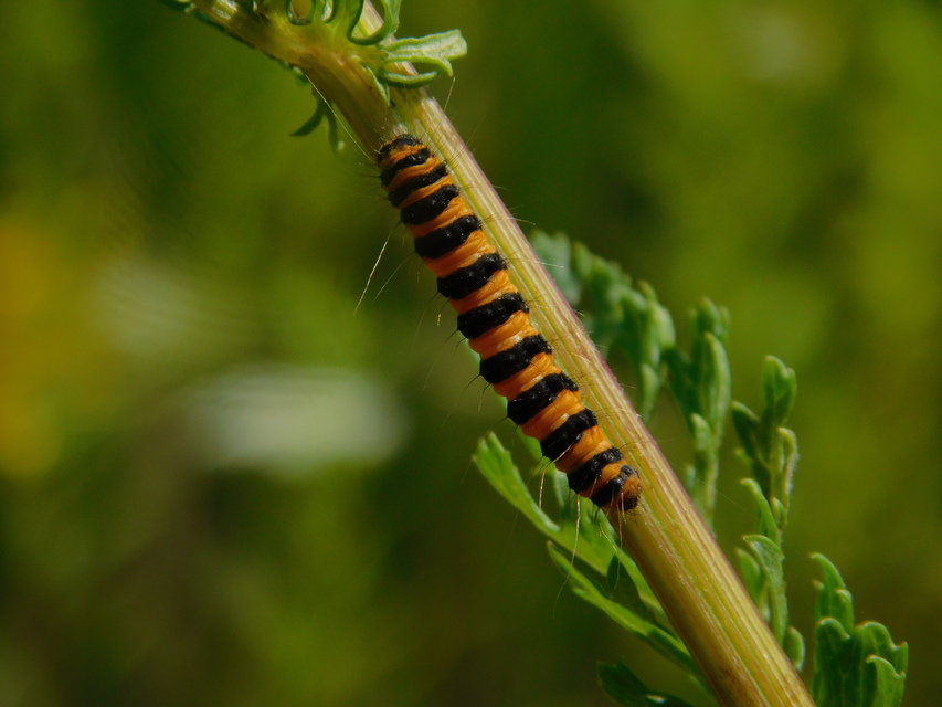 Tyria jacobaeae - jakabfű-medvelepke