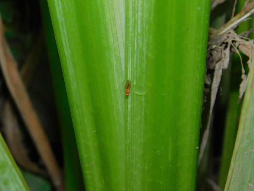Opomyza florum