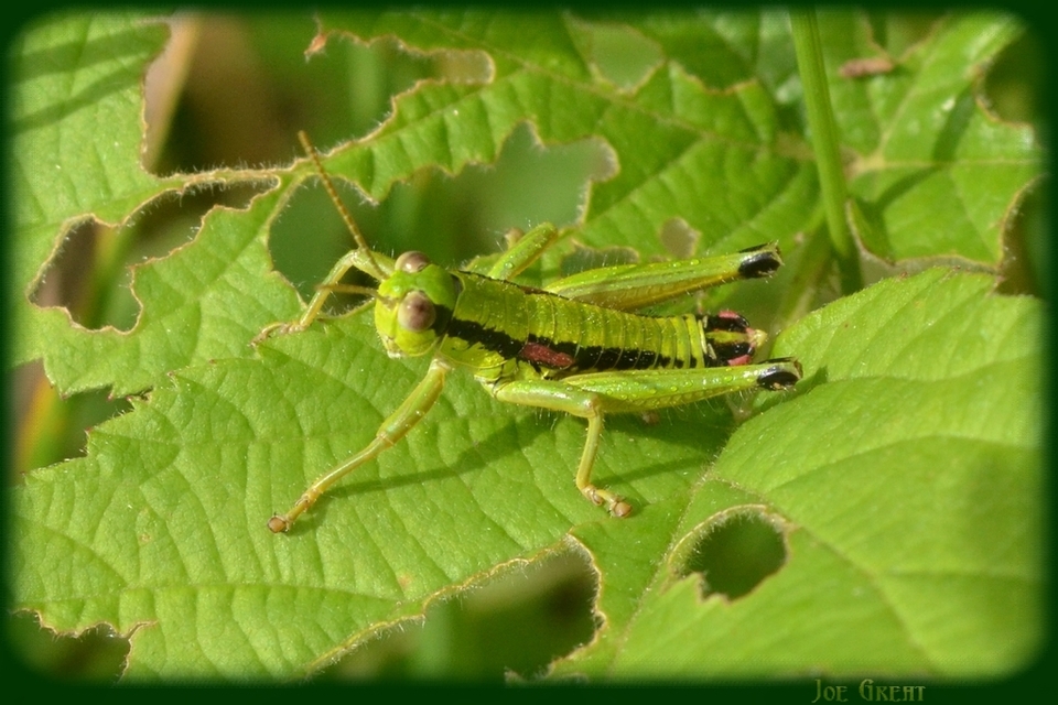 Odontopodisma rubripes - erdélyi hegyisáska