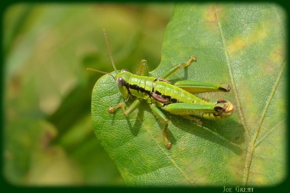 Odontopodisma rubripes - erdélyi hegyisáska