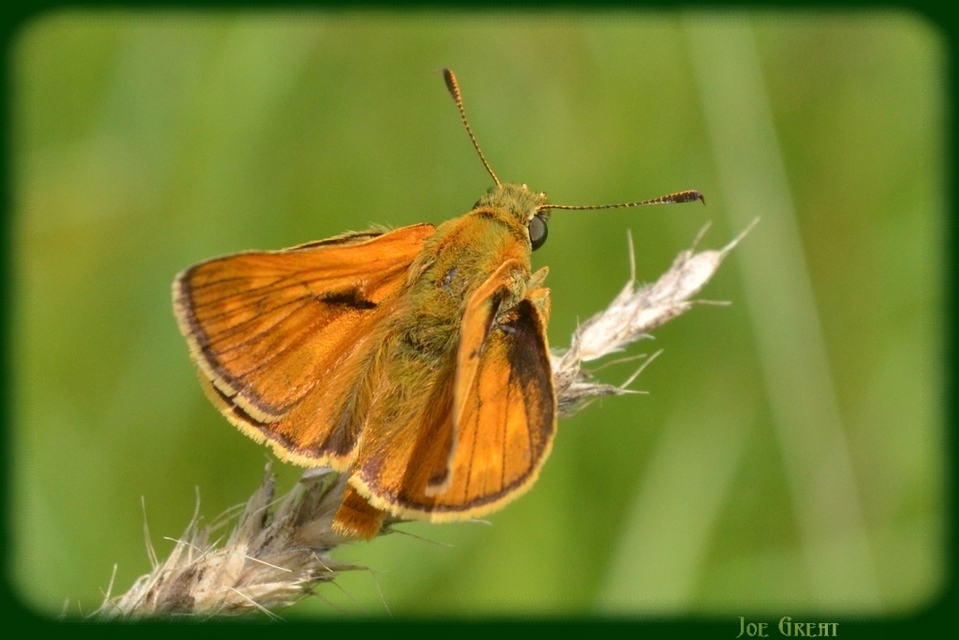Ochlodes sylvanus - erdei busalepke