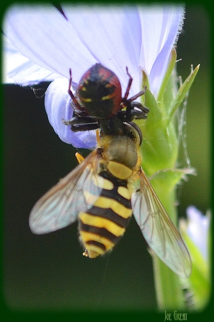 Synema globosum - fekete-sárga karolópók