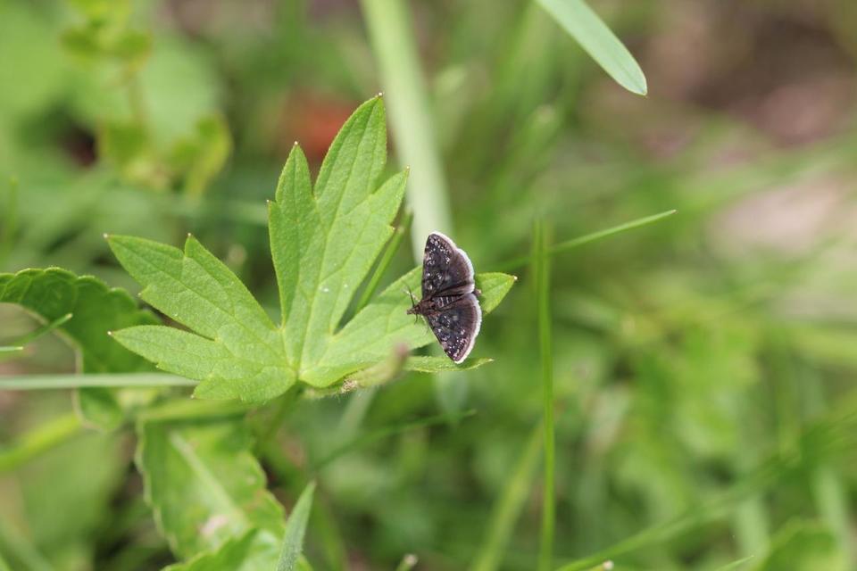 Heliothela wulfeniana - fényes kormosmoly