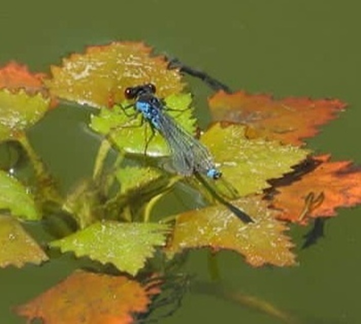 Erythromma viridulum - kis pirosszemű-légivadász