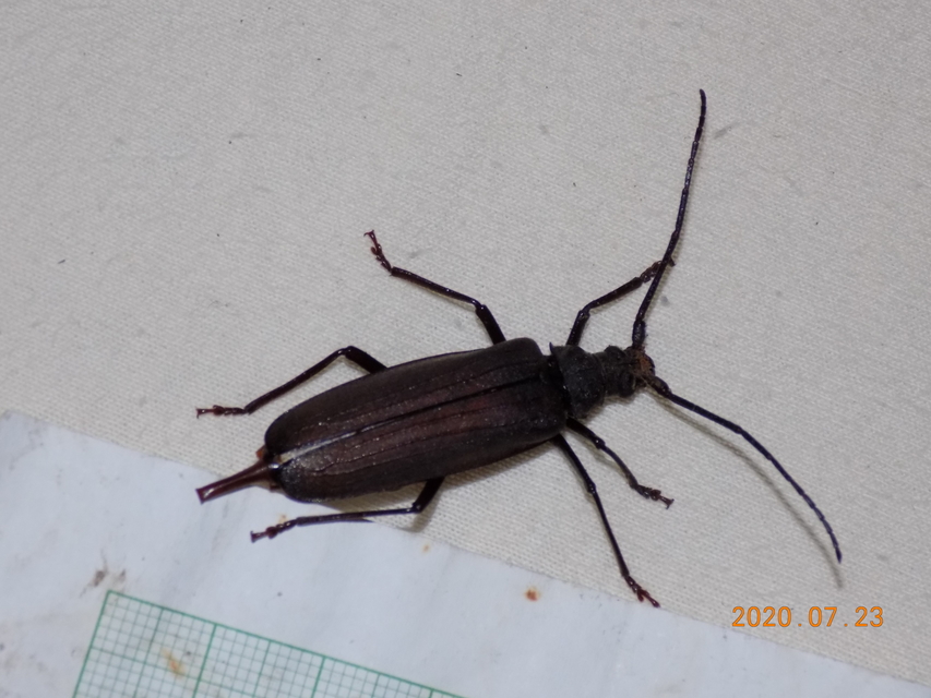 Aegosoma scabricorne - diófacincér