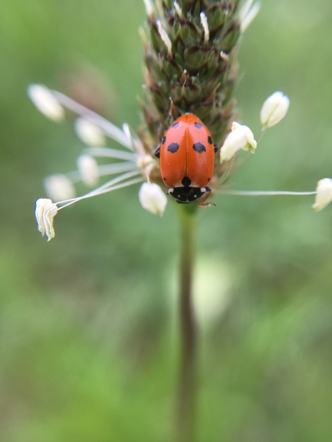 Hippodamia variegata - tizenhárompettyes katica