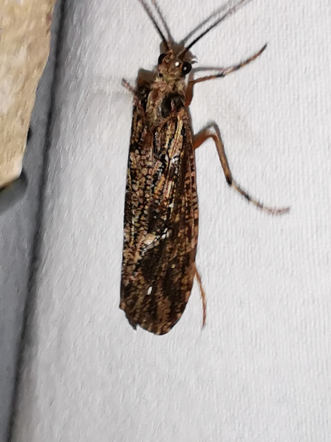 Phryganeidae