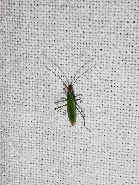 Trigonotylus