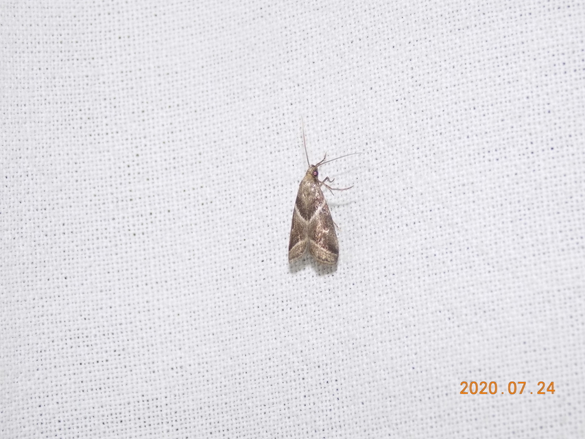 Nyctegretis lineana - agátszínű karcsúmoly