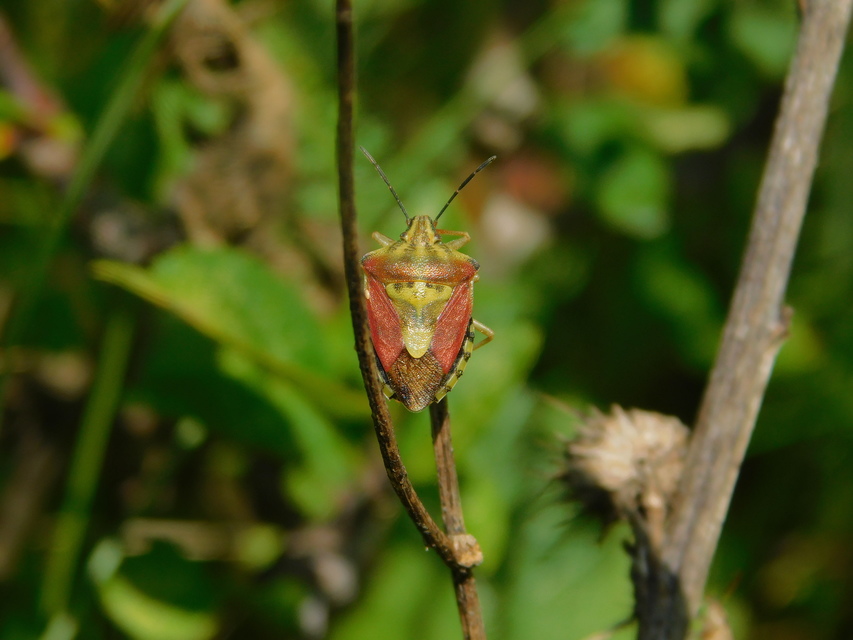 Carpocoris