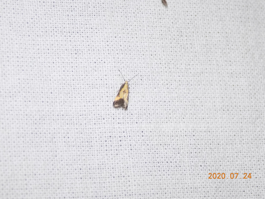 Brachmia dimidiella - citromkocsord-lápimoly