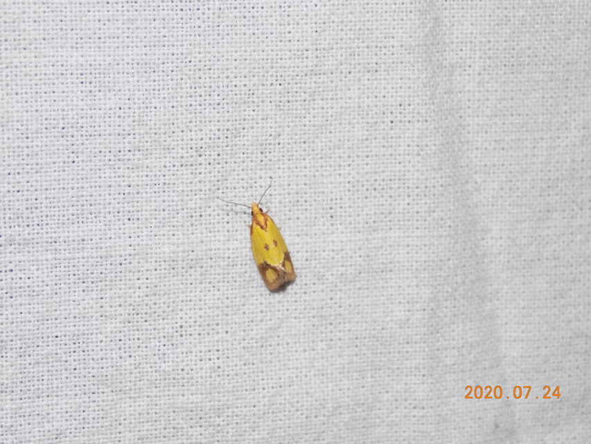 Agapeta zoegana - barnacsíkos sárgamoly