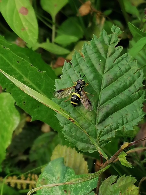 Chrysotoxum bicinctum - kétpántos öveslégy