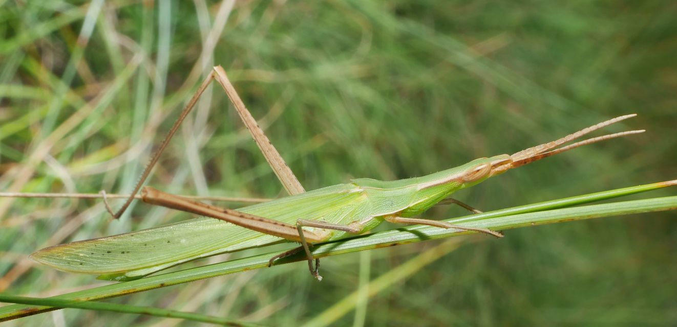 Acrida ungarica - sisakos sáska Acrida ungarica - sisakos sáska
