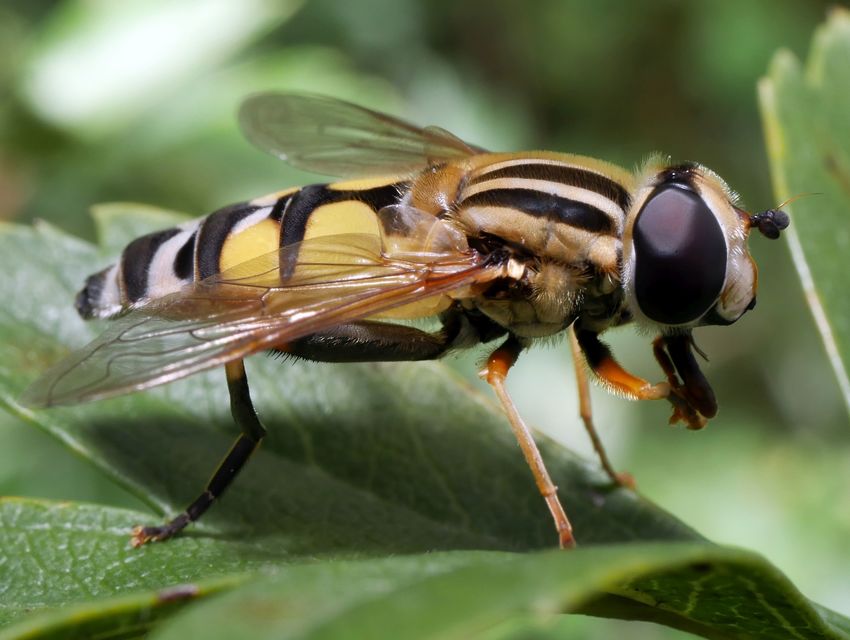 Helophilus trivittatus - nagy mocsárilégy