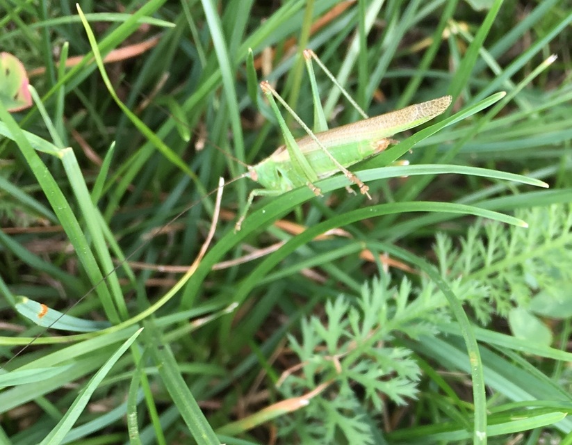 Conocephalus fuscus - kis kúpfejűszöcske