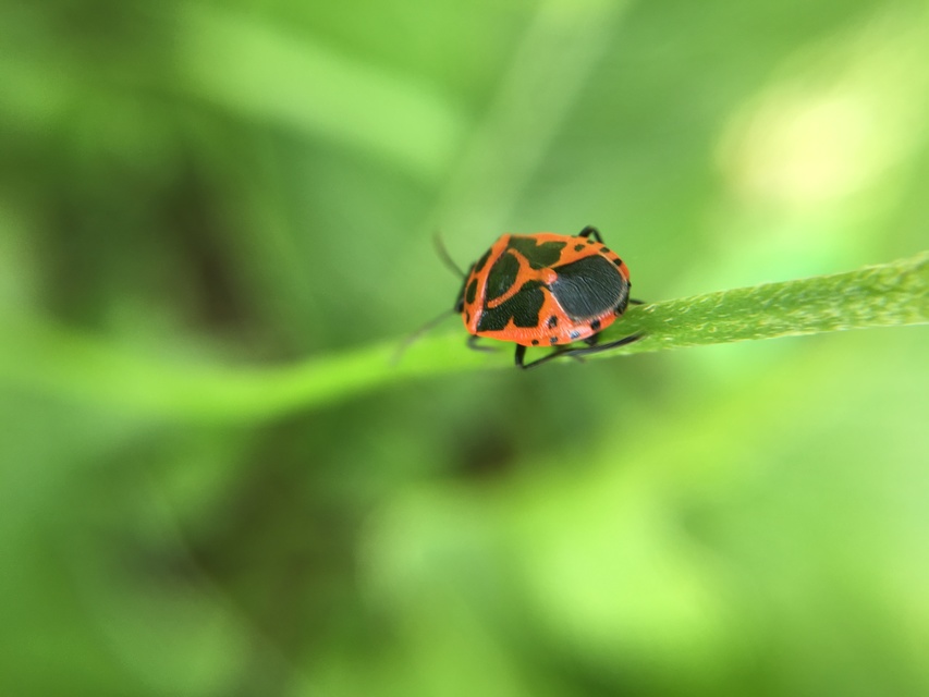 Eurydema