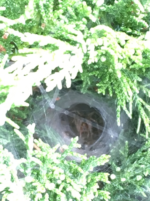 Agelena labyrinthica - illó tölcsérpók