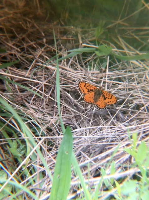 Melitaea didyma - tüzes tarkalepke
