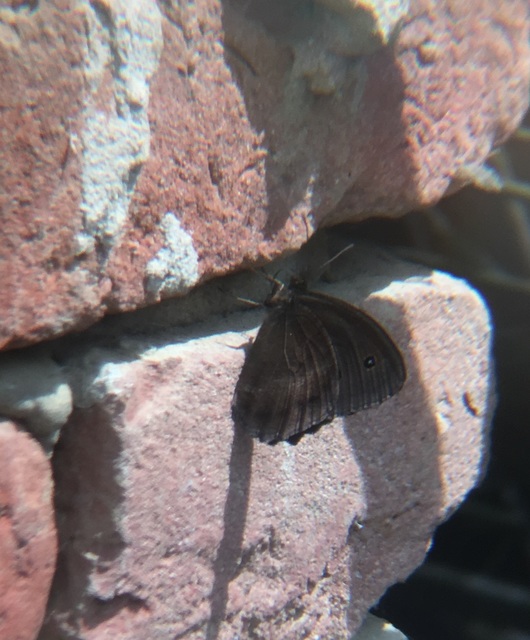 Minois dryas - fekete szemeslepke