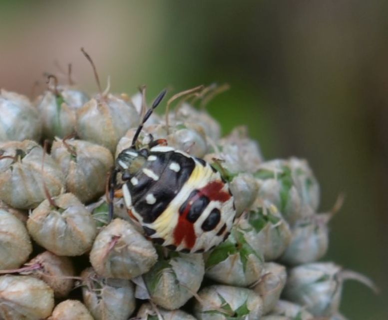 Carpocoris