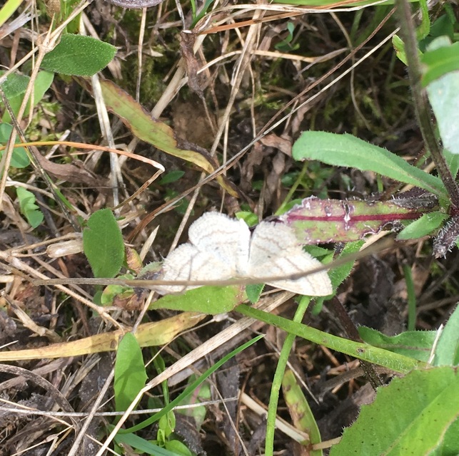 Scopula virgulata - vesszős sávosaraszoló