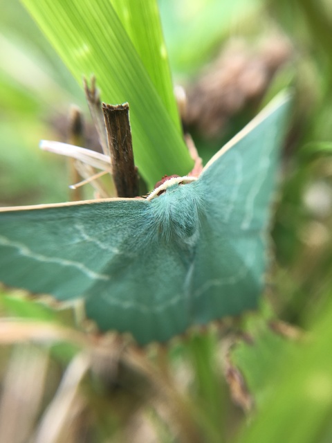 Thalera fimbrialis - csipkésszélű zöldaraszoló