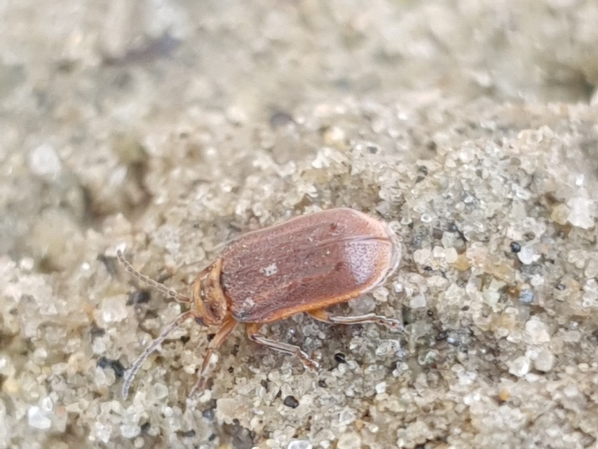 Galerucella