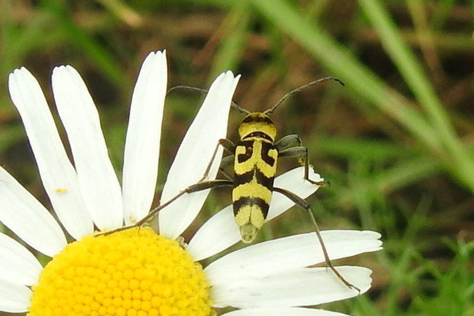 Chlorophorus varius - díszes darázscincér