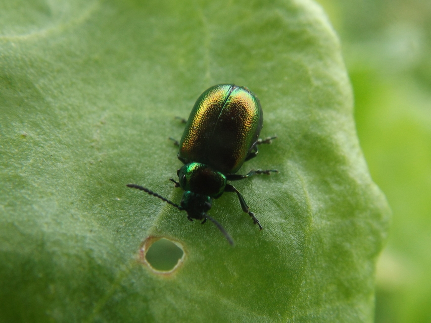 Gastrophysa viridula - sóska-levélbogár Gastrophysa viridula - sóska-levélbogár