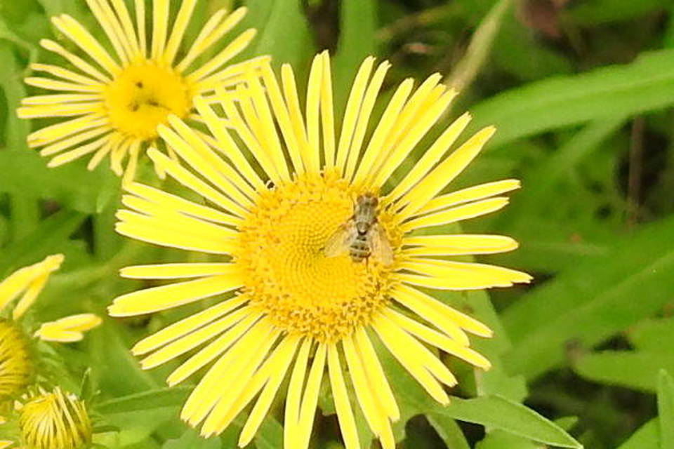 Miltogramminae