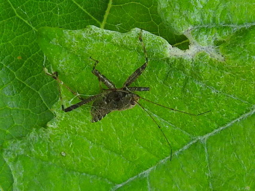 Himacerus apterus - nagy tolvajpoloska
