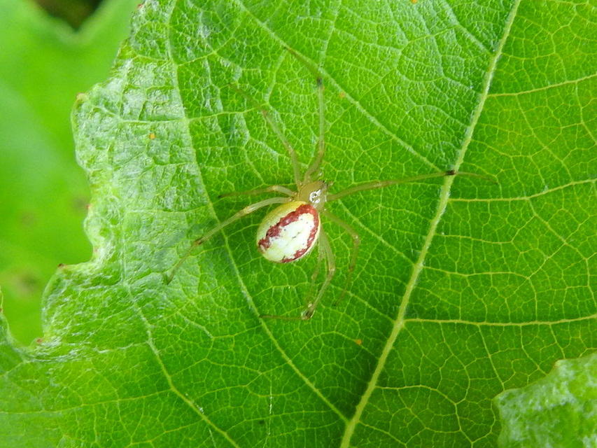 Enoplognatha ovata/latimana