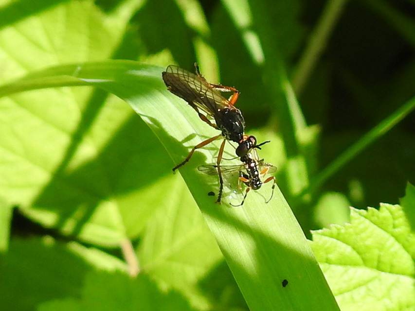 Dioctria
