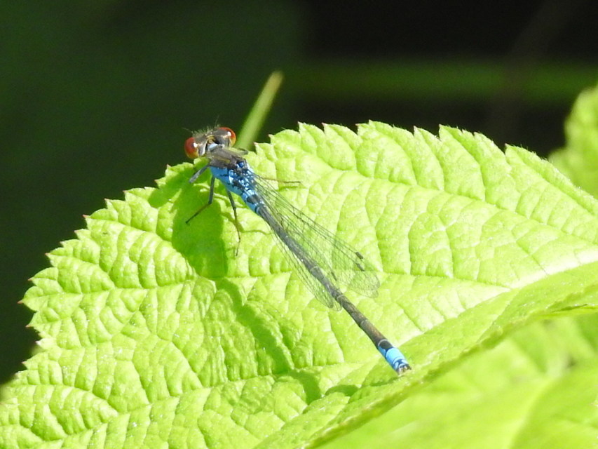 Erythromma viridulum - kis pirosszemű-légivadász