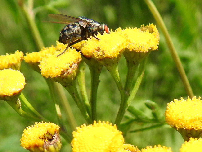 Sarcophagidae - húslégyfélék