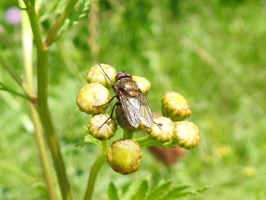 Pollenia