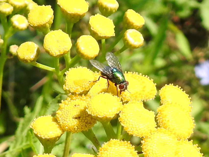 Lucilia