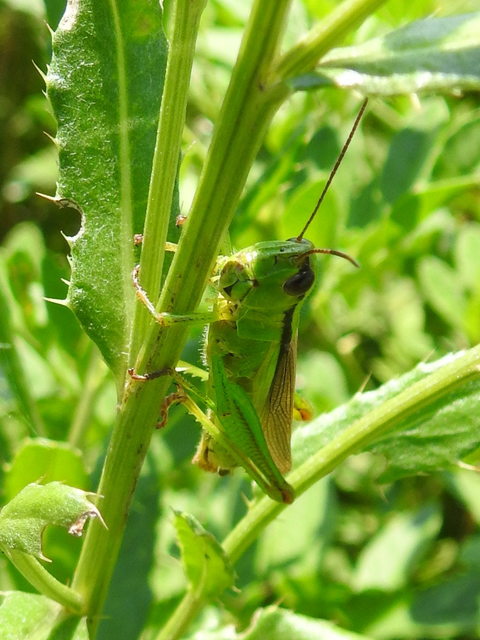 Mecostethus parapleurus - hagymazöld sáska