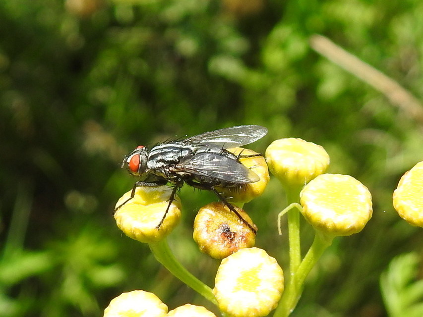 Sarcophagidae - húslégyfélék