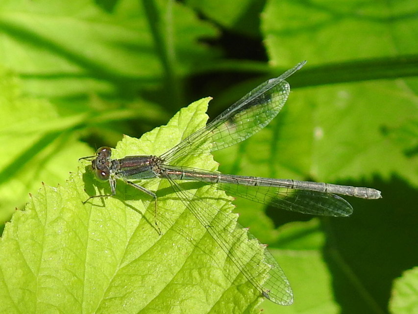 Erythromma viridulum - kis pirosszemű-légivadász