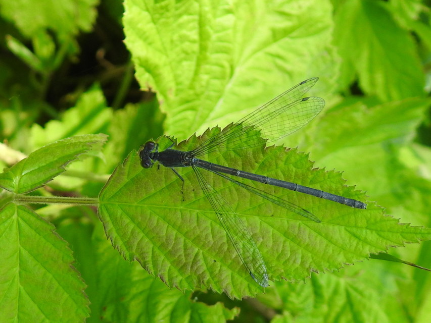 Erythromma viridulum - kis pirosszemű-légivadász