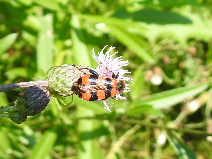 Trichodes apiarius - szalagos méhészbogár