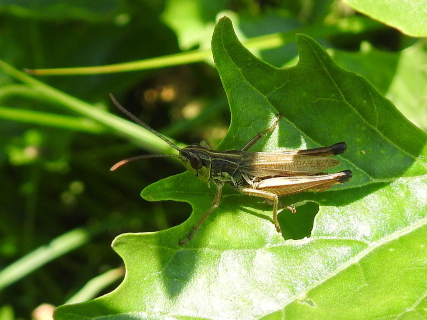 Pseudochorthippus parallelus - közönséges rétisáska