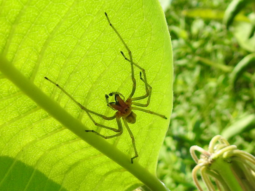 Cheiracanthium