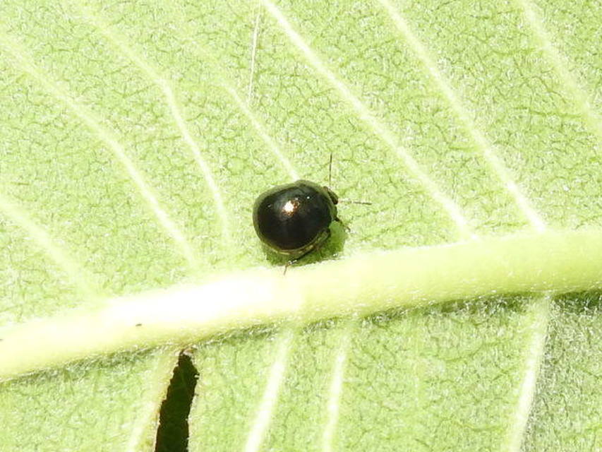 Coptosoma Coptosoma