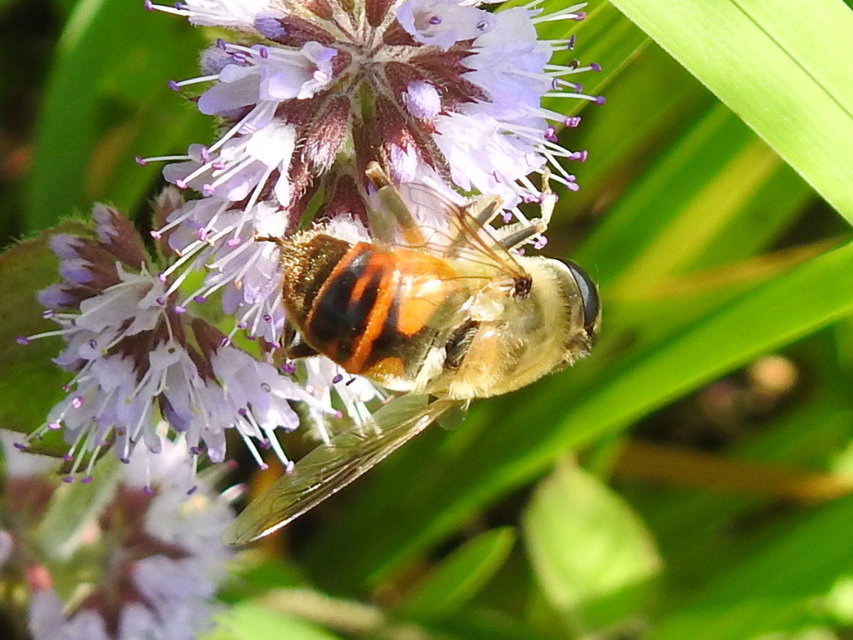 Eristalis tenax - közönséges herelégy